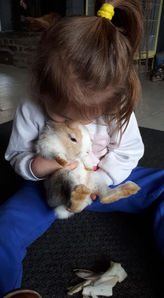 médiation animale avec un lapin et une petite fille