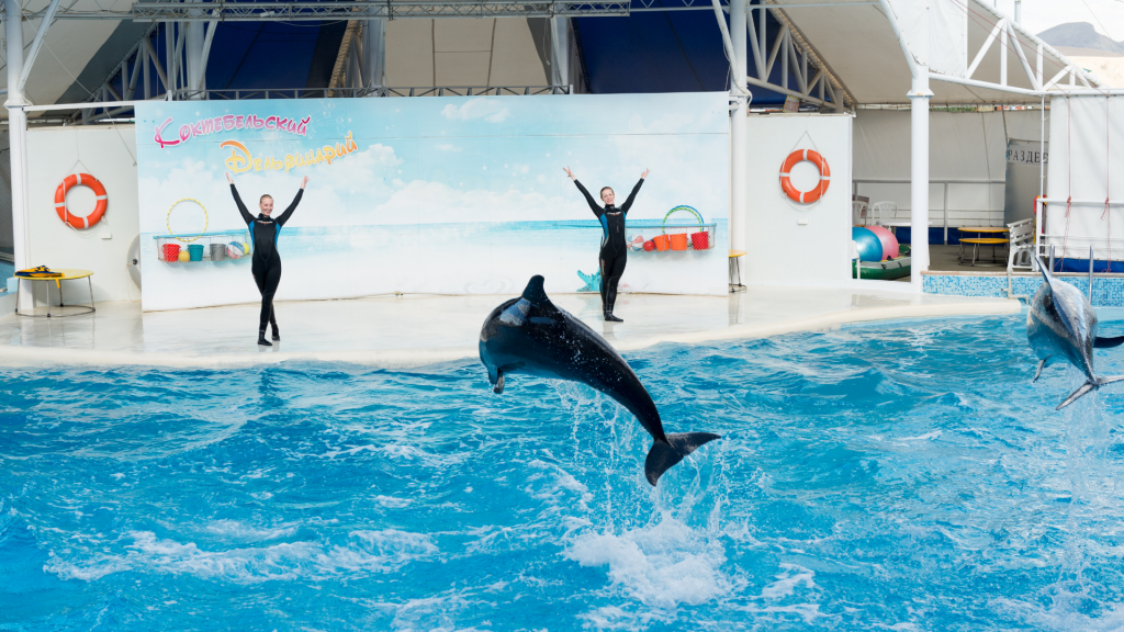 Loi sur la maltraitance animale : ce spectacle de dauphin n'existera bientôt plus